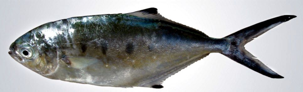 Trachinotus ovatus_002